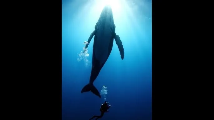 电影结婚七年 - 深蓝星球：探索海洋深处的未知世界